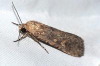 Spodoptera exigua