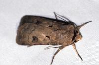 Agrotis exclamationis