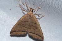 Herminia grisealis