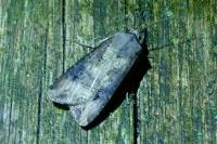 Agrotis ipsilon
