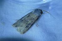 Agrotis ipsilon