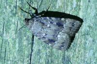 Amphipyra pyramidea