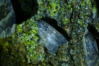 Peridroma saucia