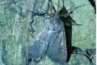Peridroma saucia
