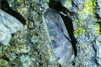 Noctua pronuba