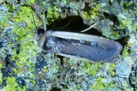 Ochropleura leucogaster