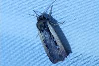 Ochropleura leucogaster