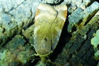 Noctua janthe/janthina