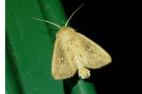 Leucania obsoleta