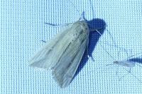 Leucania loreyi