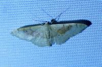 Idaea degeneraria