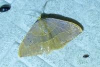 Watsonalla binaria