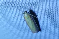 Oncocera semirubella