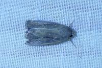 Coenobia rufa