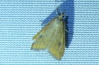 Udea ferrugalis