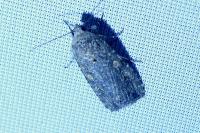Spodoptera exigua