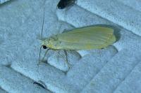 Katha depressa