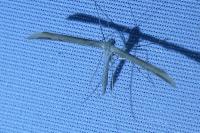 Emmelina argoteles/monodactyla