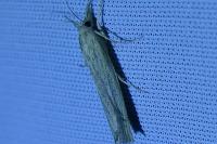 Agriphila straminella