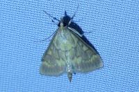 Ostrinia nubilalis/scapulalis