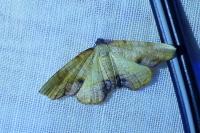 Plagodis dolabraria