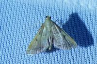 Endotricha flammealis