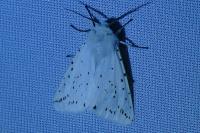 Spilosoma lubricipeda