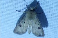 Agrotis exclamationis