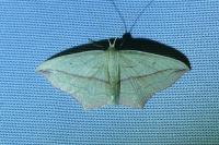 Timandra comae