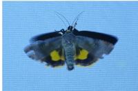 Noctua janthina