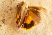 Noctua janthina