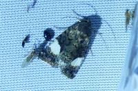 Tyta luctuosa