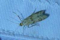 Homoeosoma sinuella