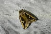 Deltote uncula