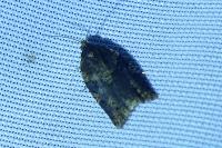 Clepsis spectrana