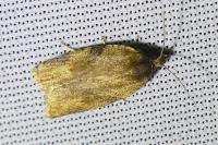 Clepsis consimilana