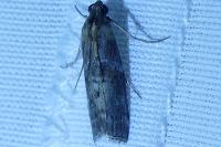 Phycita roborella