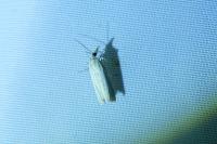 Crambus