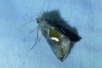 Macdunnoughia confusa