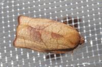 Cacoecimorpha pronubana