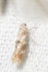 Bucculatrix ulmella