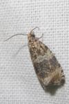Celypha lacunana