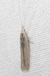 Coleophora