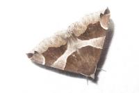 Dysgonia algira