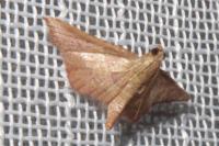 Endotricha flammealis