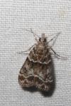 Eudonia mercurella