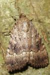 Amphipyra pyramidea