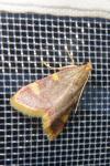 Hypsopygia costalis