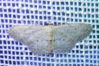 Idaea seriata