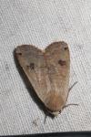 Noctua pronuba